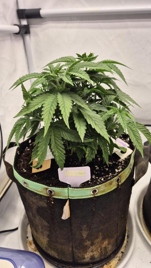 Melonenbogen!. Week 5 - Tag 35