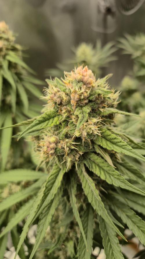 Kekse aus den Tropen. Week 10 - Tag 68
Blütetag 37