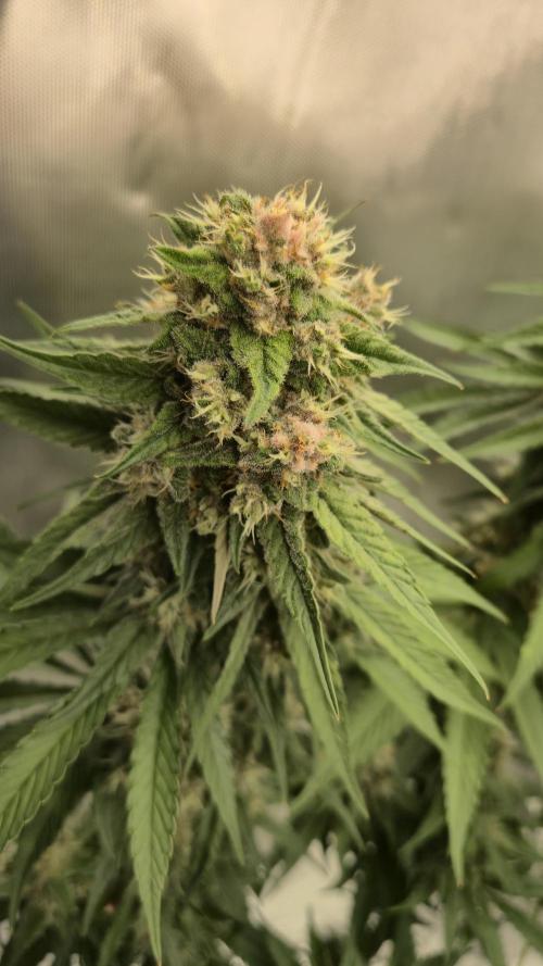 Kekse aus den Tropen. Week 10 - Tag 68
Blütetag 37