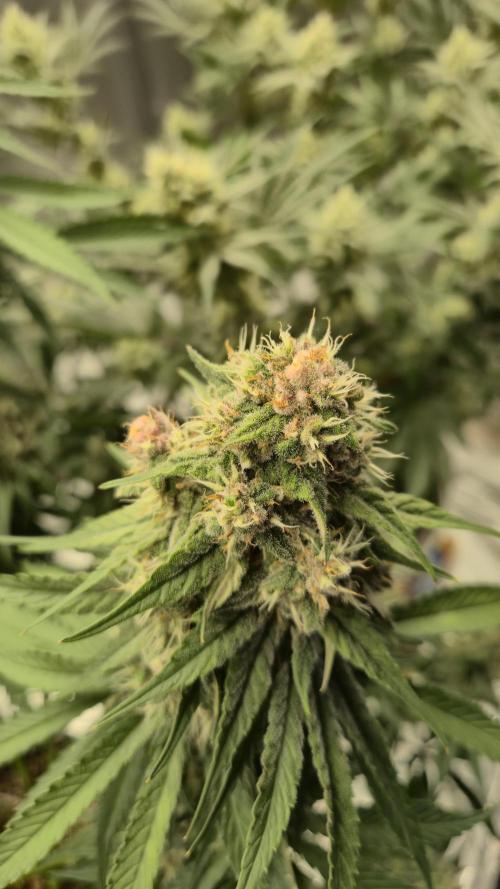 Kekse aus den Tropen. Week 10 - Tag 68
Blütetag 37