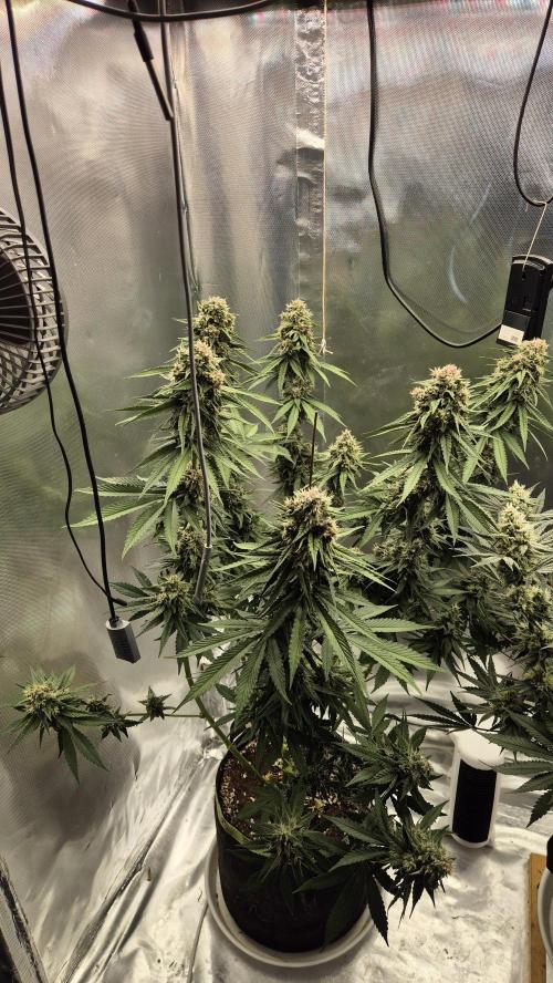 Kekse aus den Tropen. Week 10 - Tag 68
Blütetag 37