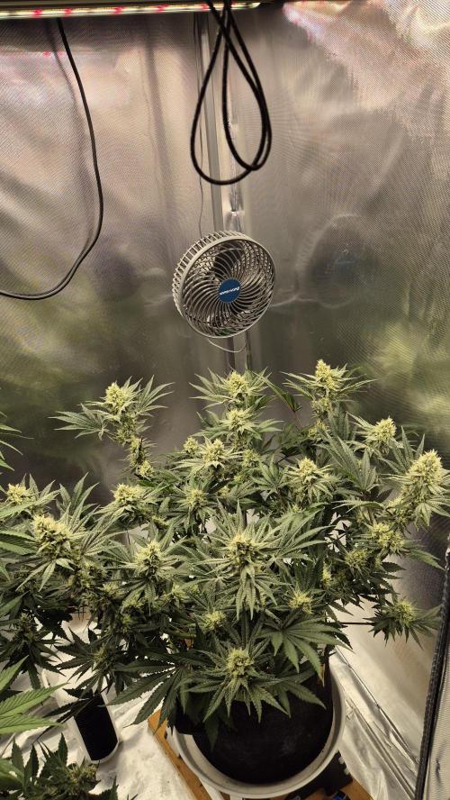 Apfelblüten. Week 10 - Tag 68
Blütetag 37