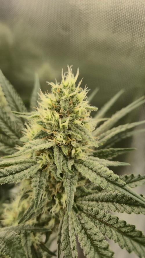 Apfelblüten. Week 10 - Tag 68
Blütetag 37