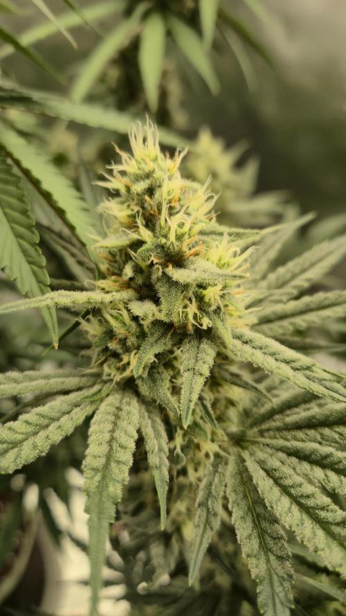 Apfelblüten. Week 10 - Tag 68
Blütetag 37