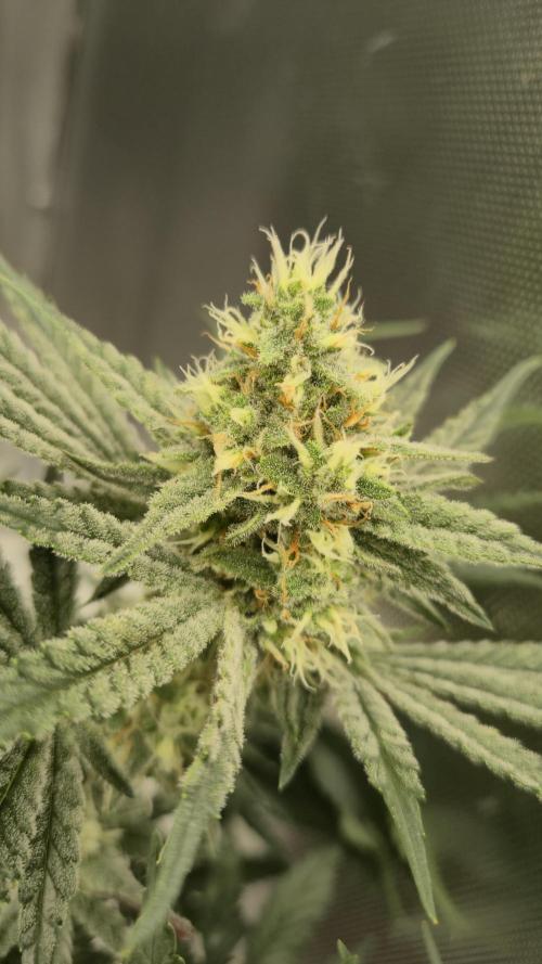 Apfelblüten. Week 10 - Tag 68
Blütetag 37