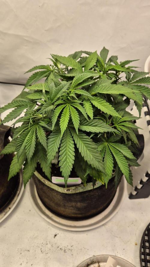 Schokolade. Week 5 - Tag 36