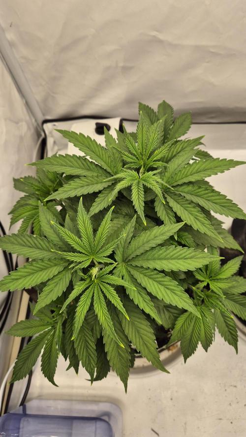 Melonenbogen!. Week 6 - Tag 35