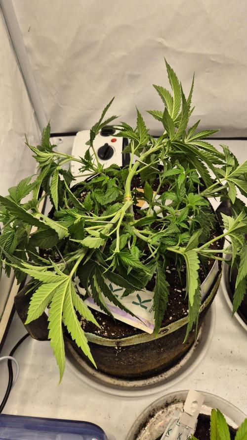 Melonenbogen!. Week 6 - Tag 36