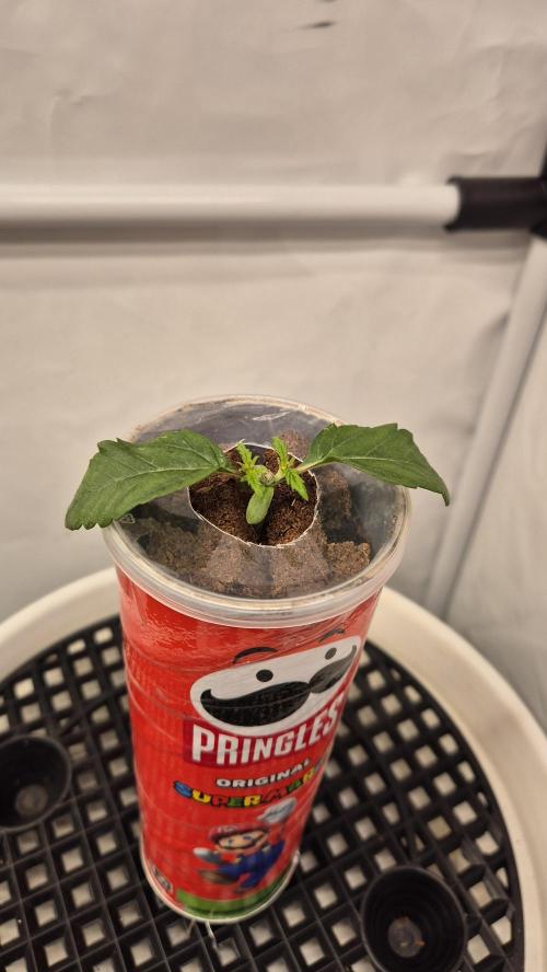 Gorillamelon (Pringles-Cup). Week 2 - Tag 14