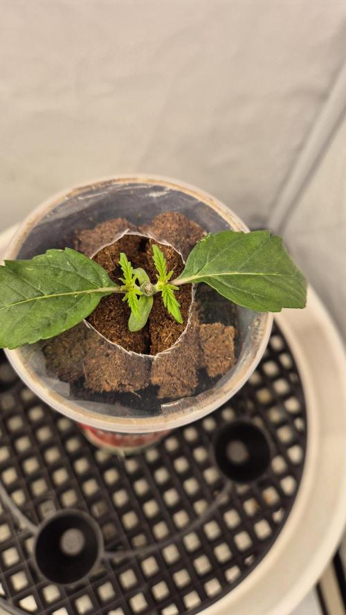 Gorillamelon (Pringles-Cup). Week 2 - Tag 14