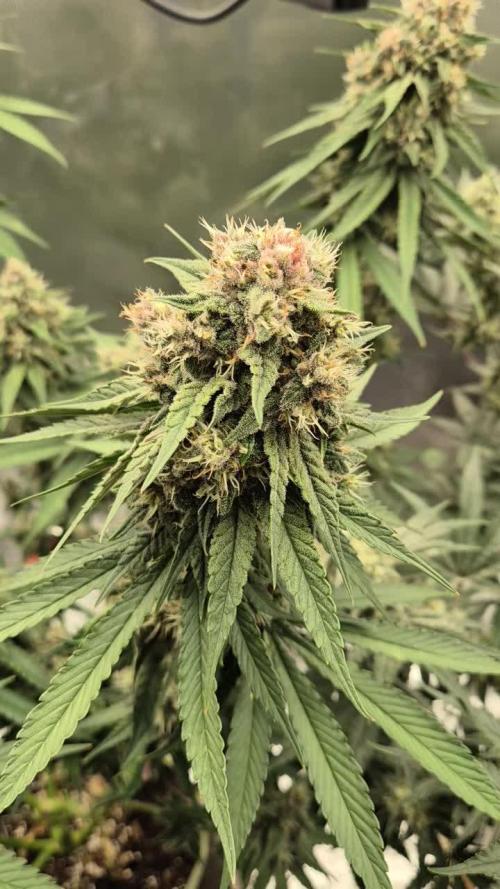 Kekse aus den Tropen