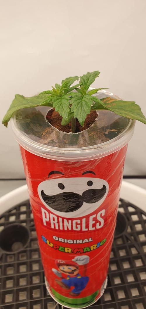 Gorillamelon (Pringles-Cup). Week 3 - Tag 16