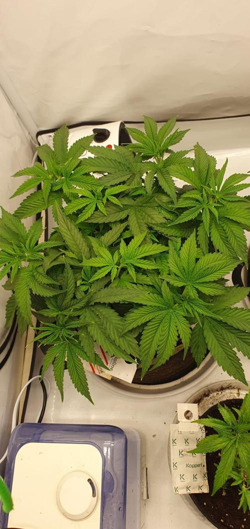 Melonenbogen!. Week 6 - Tag 37