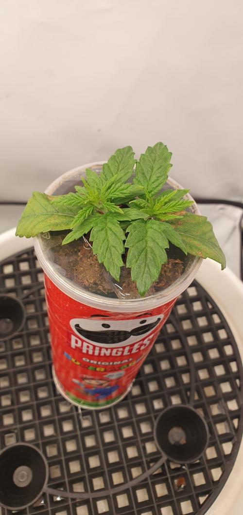 Gorillamelon (Pringles-Cup). Week 3 - Tag 17