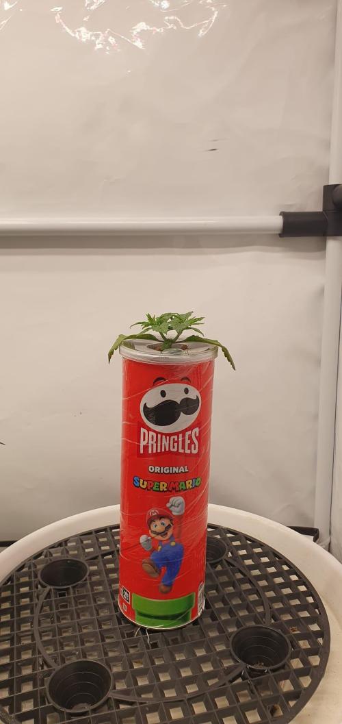 Gorillamelon (Pringles-Cup). Week 3 - Tag 17