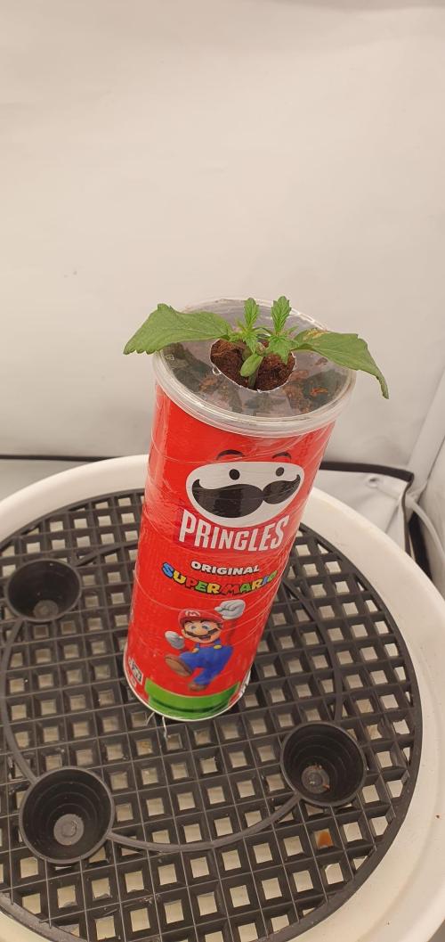 Gorillamelon (Pringles-Cup). Week 3 - Tag 15