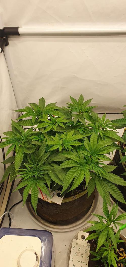 Melonenbogen!. Week 6 - Tag 39