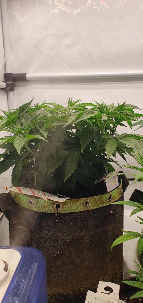 Melonenbogen!. Week 6 - Tag 39