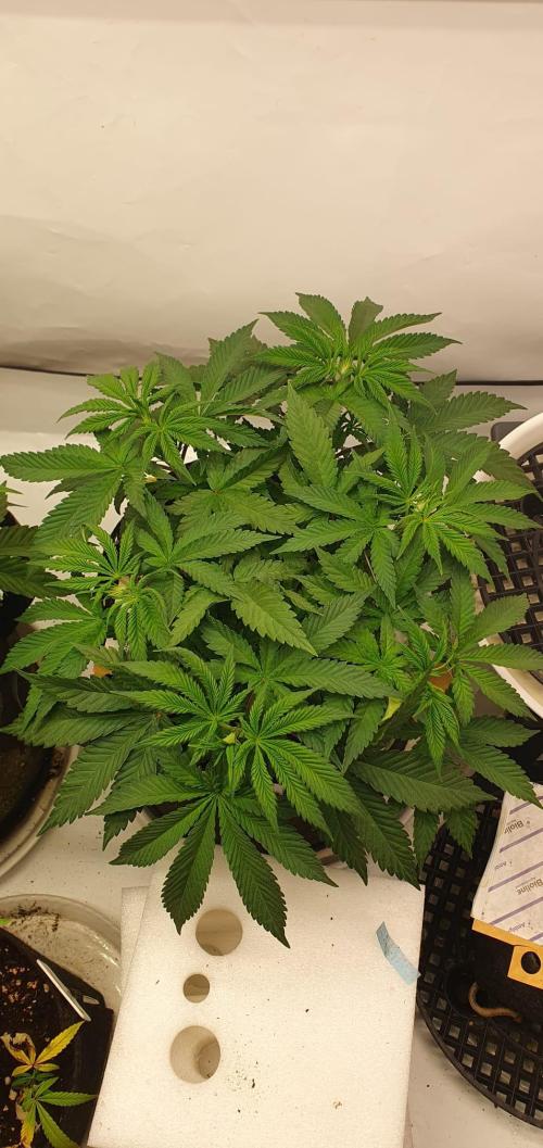 Schokolade. Week 5 - Tag 39