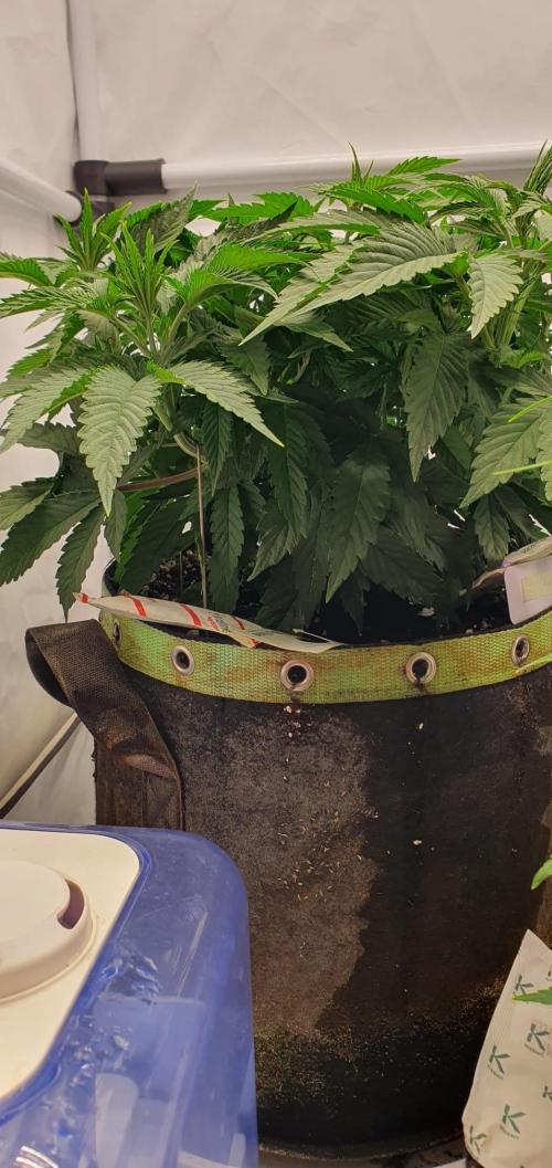 Melonenbogen!. Week 6 - Tag 41