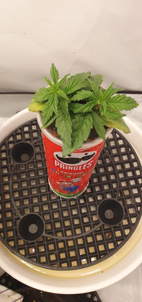 Gorillamelon (Pringles-Cup). Week 3 - Tag 19