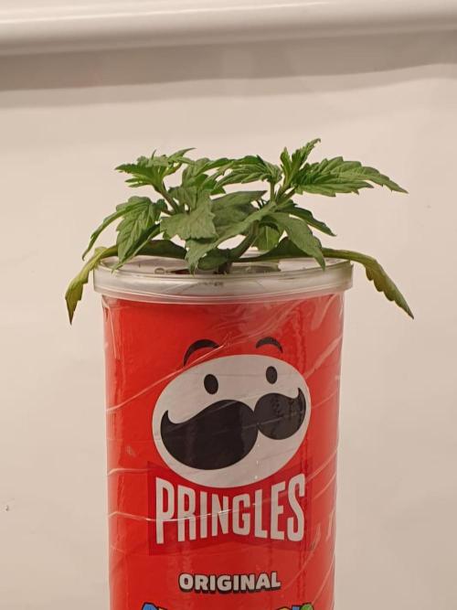 Gorillamelon (Pringles-Cup). Week 3 - Tag 19
