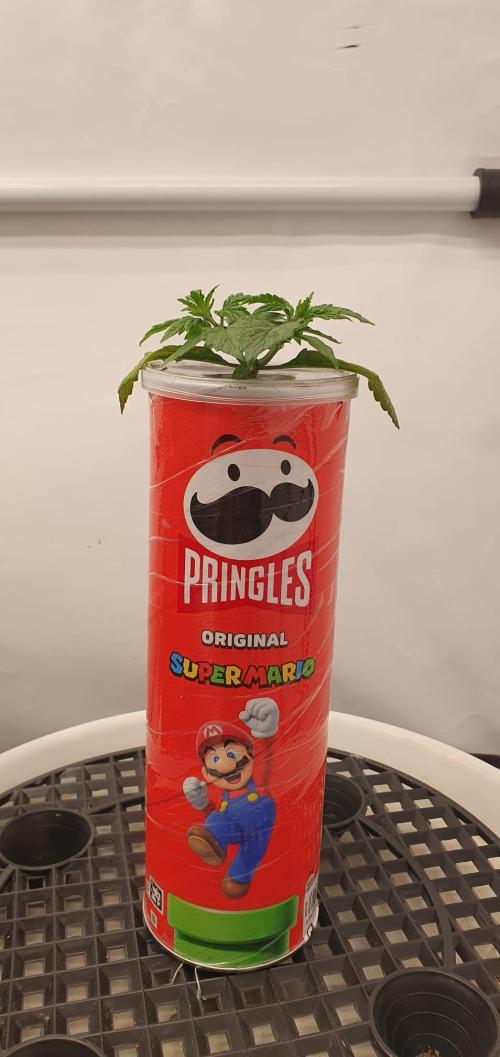 Gorillamelon (Pringles-Cup). Week 3 - Tag 18