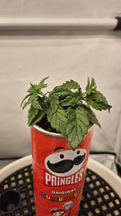 Gorillamelon (Pringles-Cup). Week 3 - Tag 20