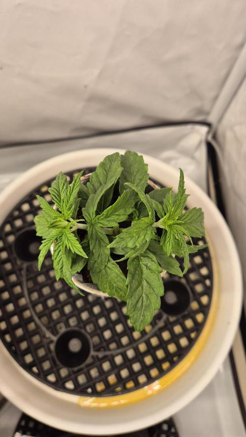 Gorillamelon (Pringles-Cup). Week 3 - Tag 20