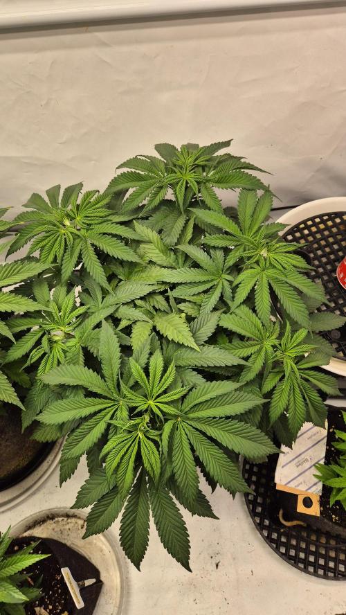 Schokolade. Week 6 - Tag 43