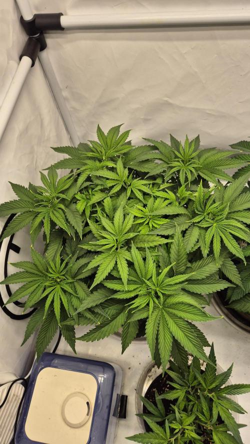 Melonenbogen!. Week 7 - Tag 43