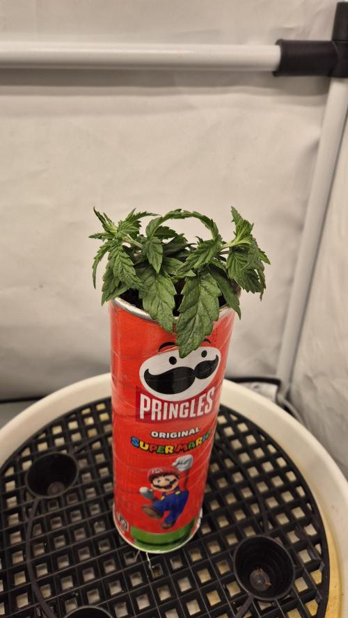 Gorillamelon (Pringles-Cup). Week 3 - Tag 21