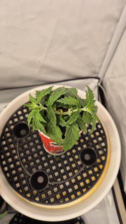 Gorillamelon (Pringles-Cup). Week 3 - Tag 21