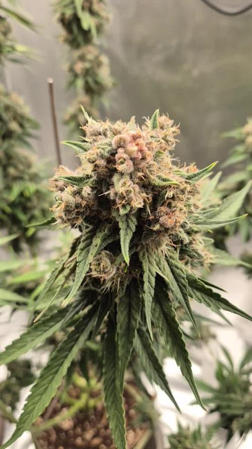 Kekse aus den Tropen