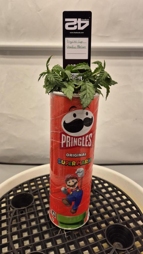 Gorillamelon (Pringles-Cup). Week 4 - Tag 22