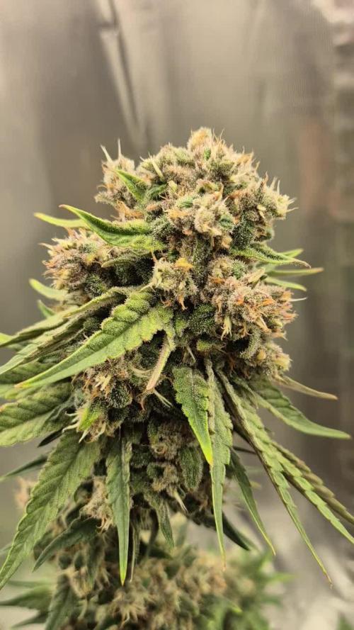 Kekse aus den Tropen