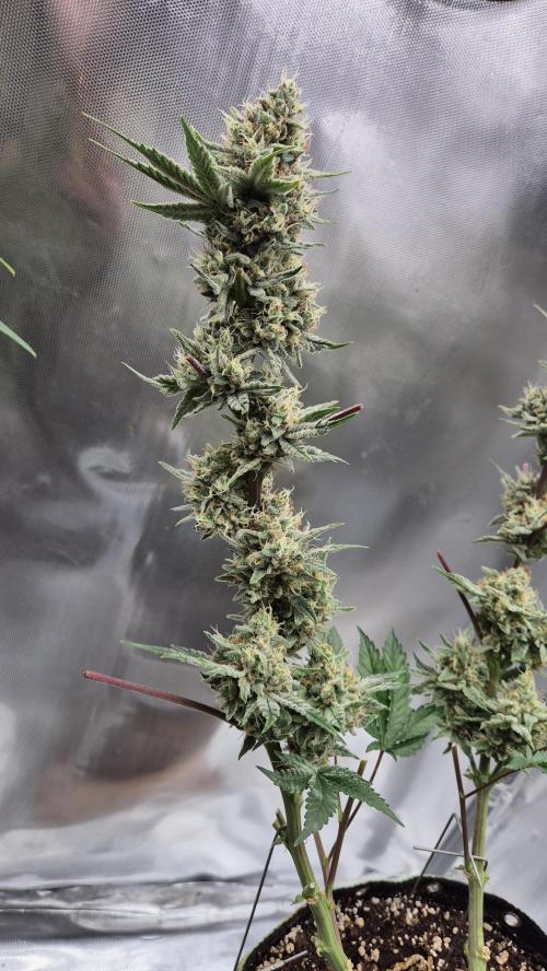 Apfelblüten. Week 12