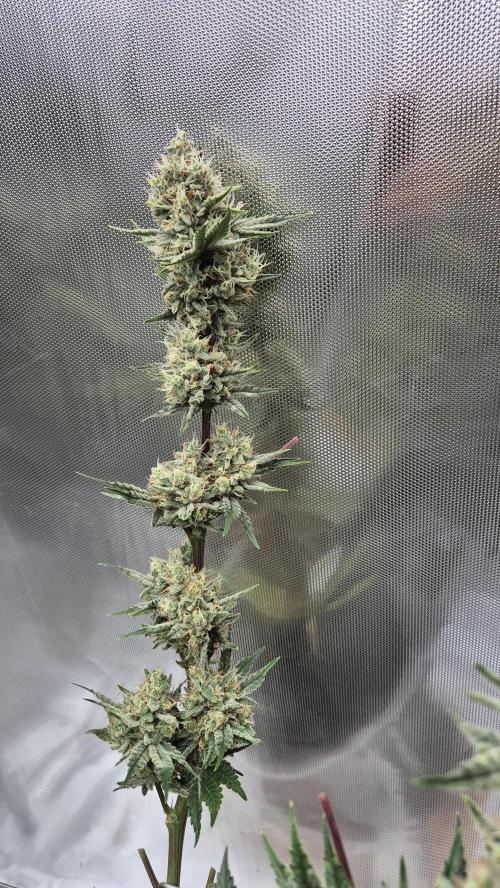 Apfelblüten. Week 12