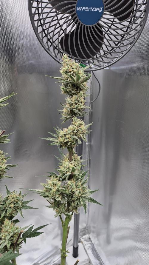 Apfelblüten. Week 12