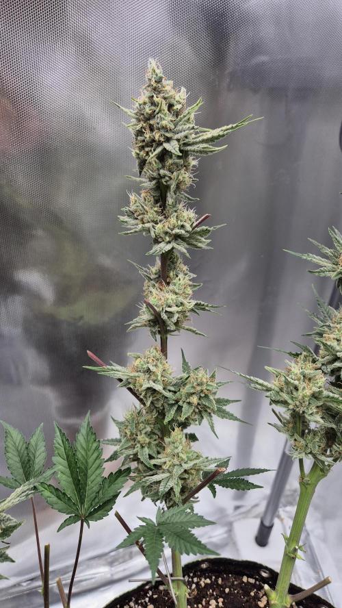 Apfelblüten. Week 12