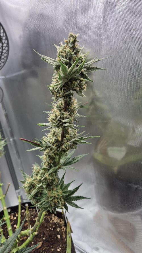 Apfelblüten. Week 12