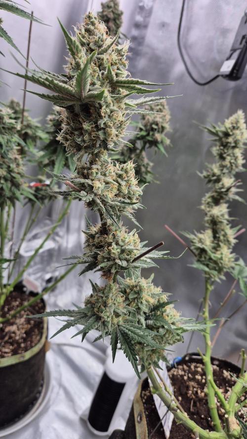 Apfelblüten. Week 12