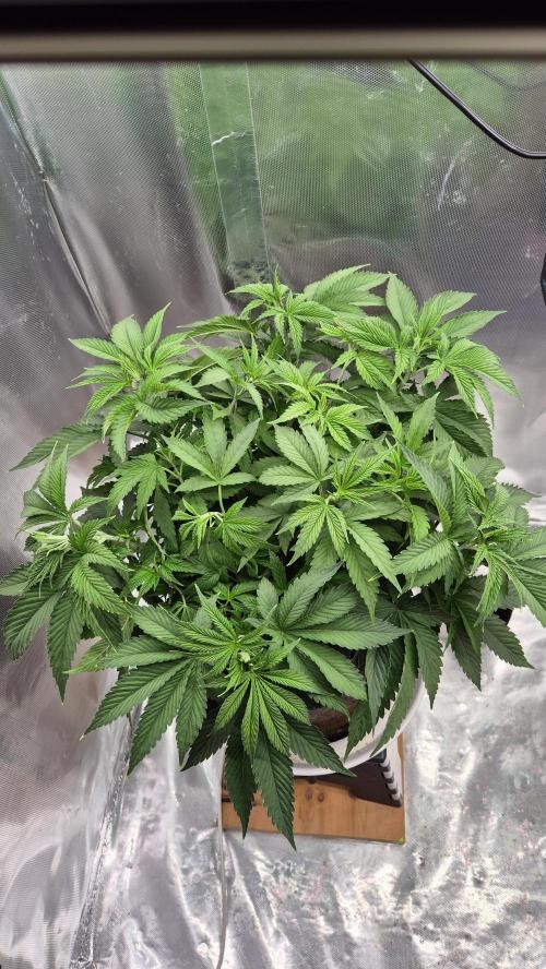 Schokolade. Week 6 - Tag 44