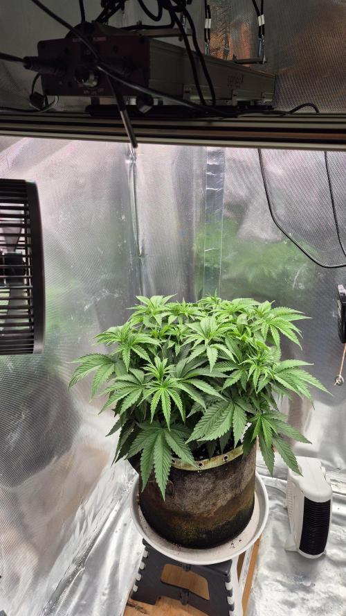 Melonenbogen!. Week 7 - Tag 44