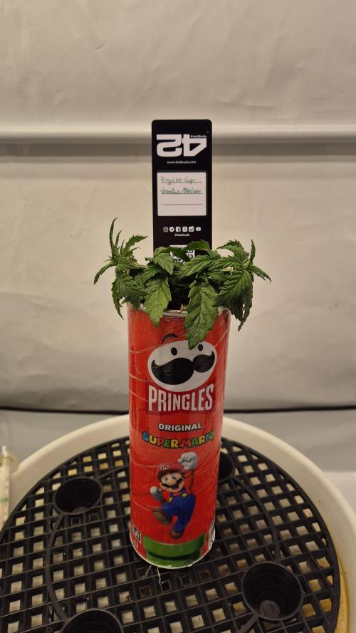 Gorillamelon (Pringles-Cup). Week 4 - Tag 23