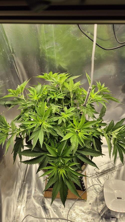 Melonenbogen!. Week 7 - Tag 45
Blütetag 1