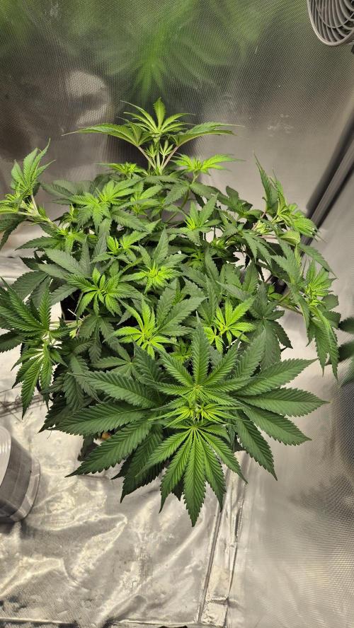 Schokolade. Week 6 - Tag 45
Blütetag 1