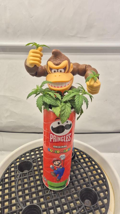 Gorillamelon (Pringles-Cup). Week 4 - Tag 25