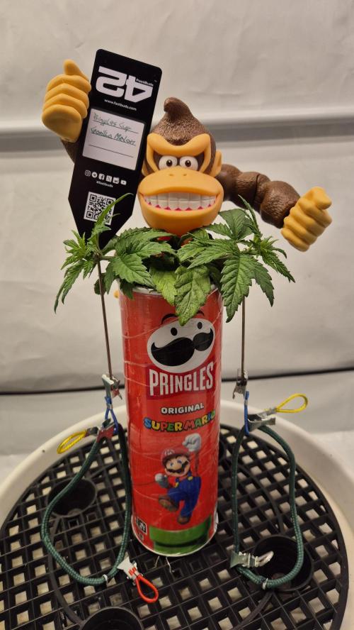 Gorillamelon (Pringles-Cup). Week 4 - Tag 26