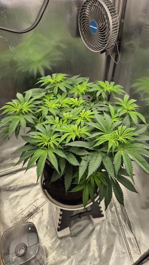 Schokolade. Week 6 - Tag 48
Blütetag 4